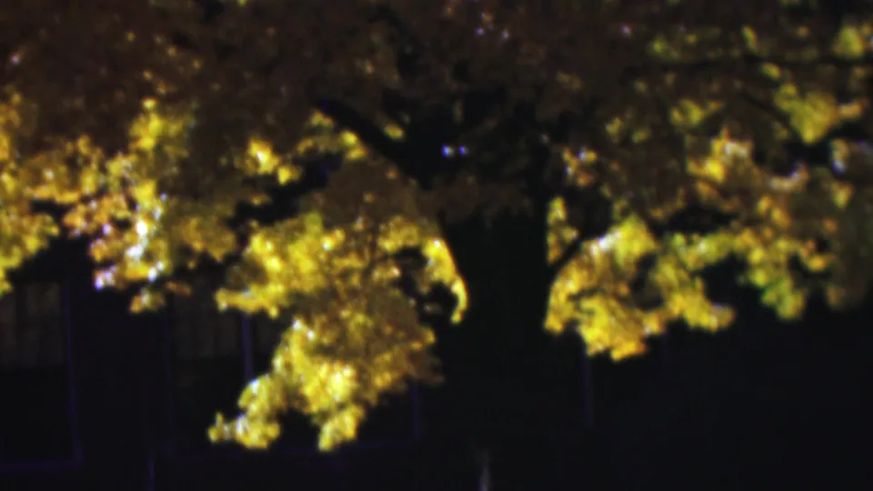 1954 Wisconsin 8mm frame showing bright yellow autumn leaves against a dark tree trunk and shadowed background beneath the canopy.