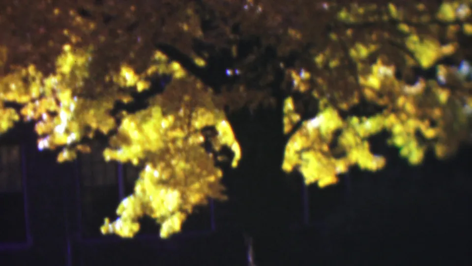 1954 Wisconsin 8mm frame with a large dark tree trunk, glowing yellow-green foliage, and indistinct shaded shapes behind the trees.