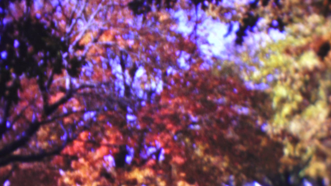 Supported 1954 Wisconsin 8mm frame looking up into a soft-focus canopy of red and orange leaves, dark branches, and patches of blue sky.