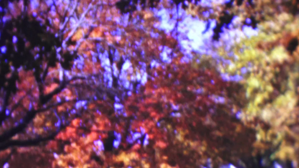 Supported 1954 Wisconsin 8mm frame looking up into a soft-focus canopy of red and orange leaves, dark branches, and patches of blue sky.
