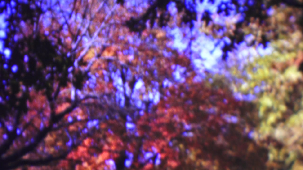 Blurred tree canopy with autumn leaves and bright blue sky showing through branches.