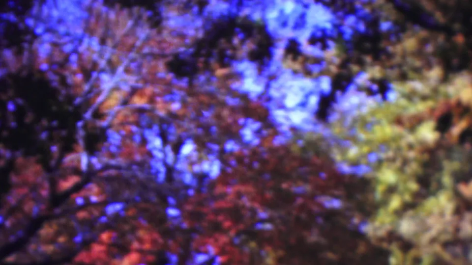 Supported 1954 Wisconsin 8mm view of dense red and green autumn leaves, branching silhouettes, and blue sky seen from below.