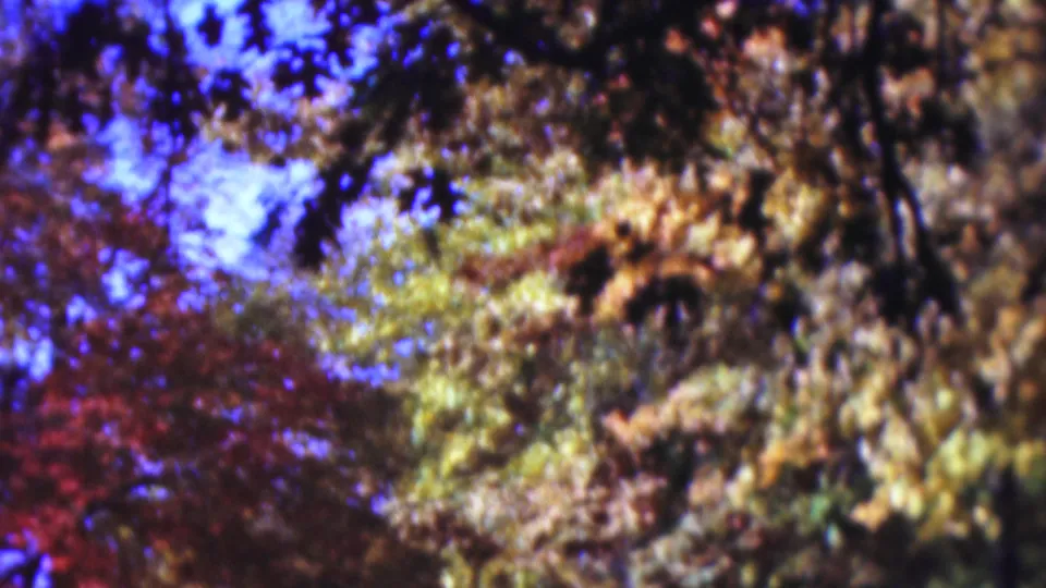 Supported 1954 Wisconsin home-movie frame showing dark overhead branches, mixed autumn leaves, and small patches of bright blue sky.