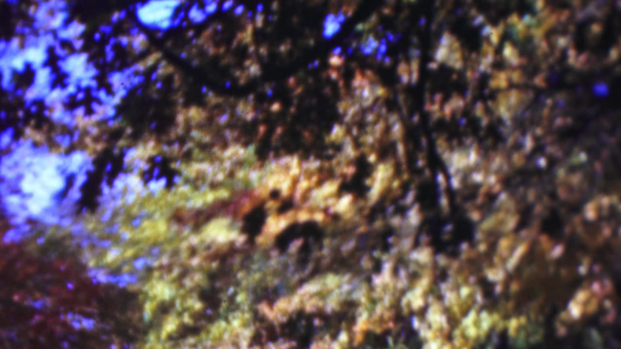 1954 Wisconsin 8mm home-movie frame showing soft-focus tree branches and autumn foliage against a saturated blue sky.