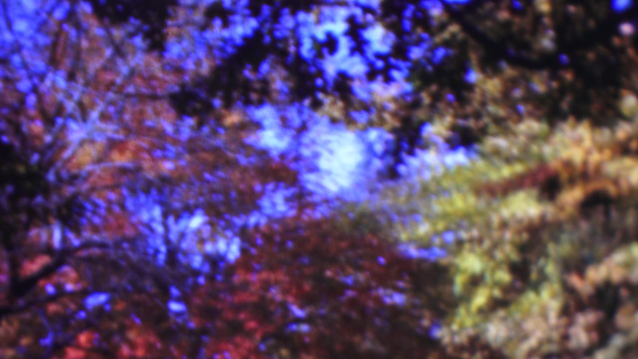 Blurred treetops and branches with bright blue sky between leaves.