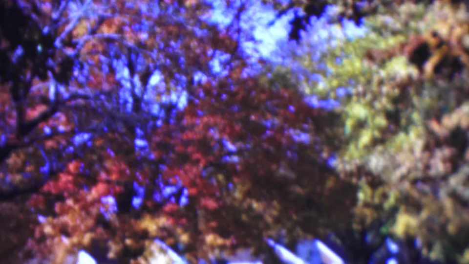 1954 Wisconsin home-movie frame showing a low-angle view of autumn trees, dark branches, and blue sky in saturated 8mm color.