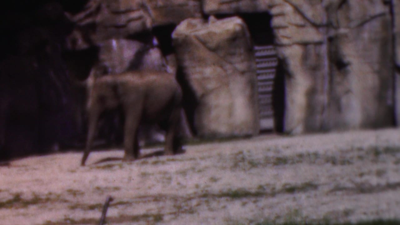 Young elephant in a Wisconsin zoo enclosure, shown in 1954 home-movie footage beside artificial rockwork and a dark opening.