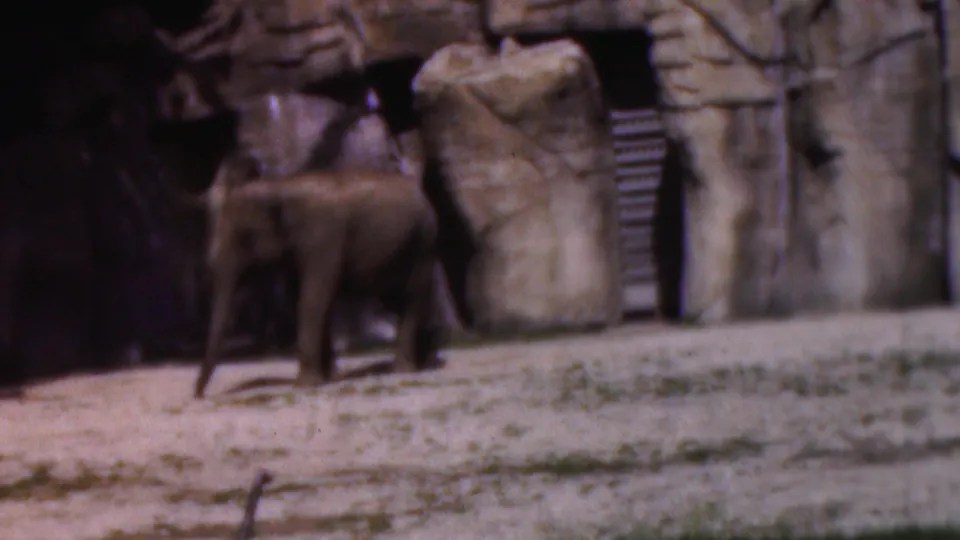 Young elephant in a Wisconsin zoo enclosure, shown in 1954 home-movie footage beside artificial rockwork and a dark opening.