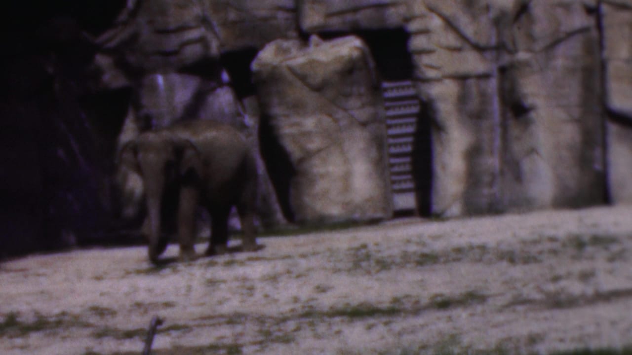 Elephant walking near rockwork with a metal ladder behind it.
