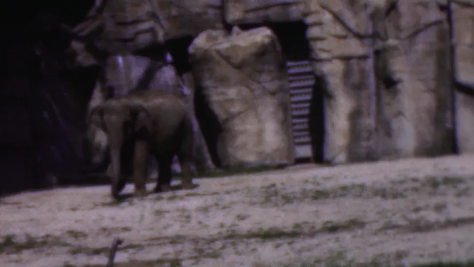 A young elephant walks through a constructed zoo enclosure in 1954 Wisconsin footage, with rock-like walls and a ladder visible behind it.
