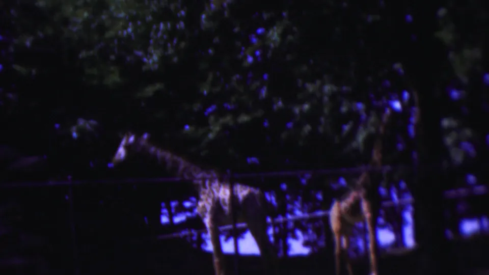 Two giraffes stand in a shaded zoo area in the supplied 1954 Wisconsin home-movie footage, with trees and fencing visible in the background.