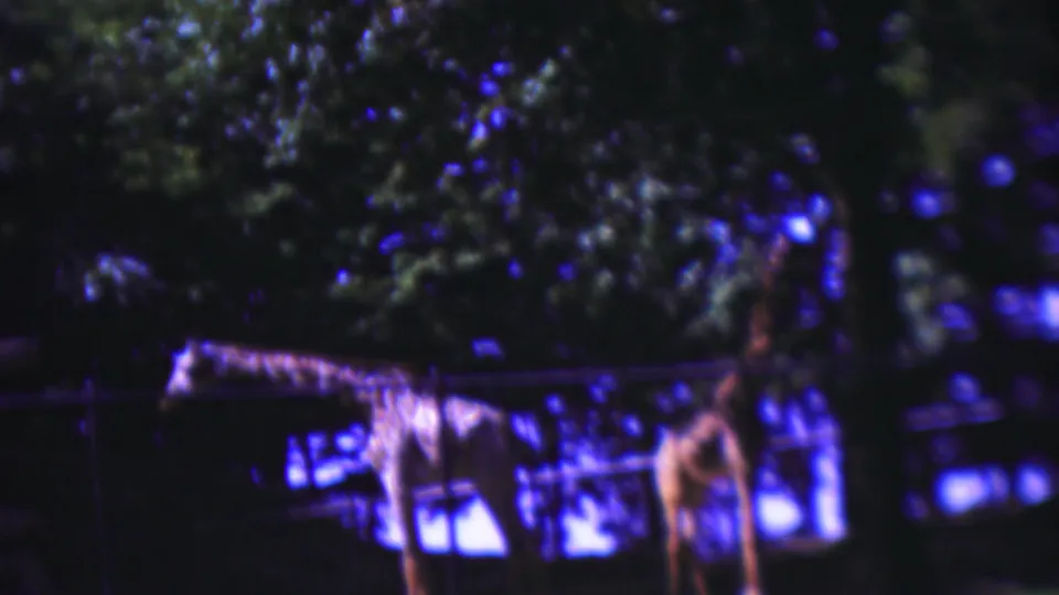 Giraffes remain near a low fence under dense trees, captured with strong blue color fading in the 1954 Wisconsin zoo reel.