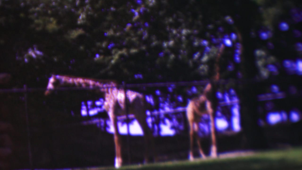 1954 Wisconsin 8mm frame showing two giraffes in a fenced zoo-like enclosure, with one animal at left and another nearer the center under trees.