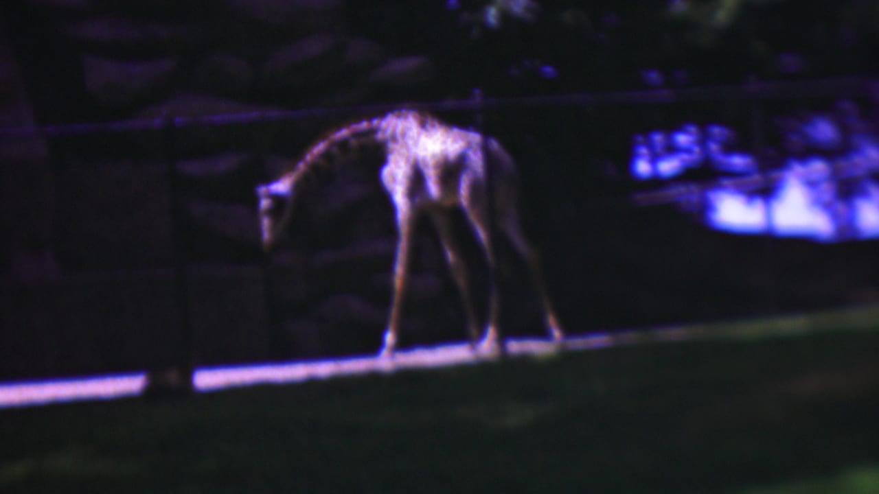 A giraffe bends its head toward the ground near a fence.