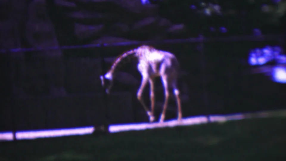 1954 Wisconsin 8mm frame showing a giraffe bending toward the ground in a shaded zoo-like enclosure, with fencing, grass, and trees visible.