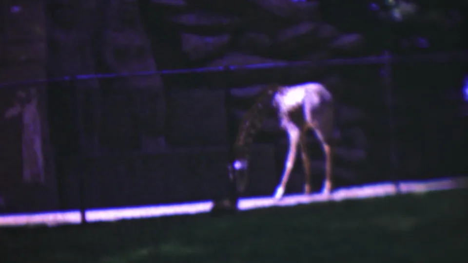 1954 Wisconsin 8mm frame showing a giraffe with its head lowered near the edge of a fenced enclosure, filmed from a visitor viewpoint.