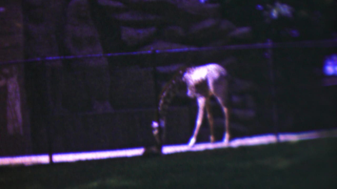 1954 Wisconsin 8mm frame showing a giraffe bending toward the ground beside a low fence in a dimly lit zoo enclosure.