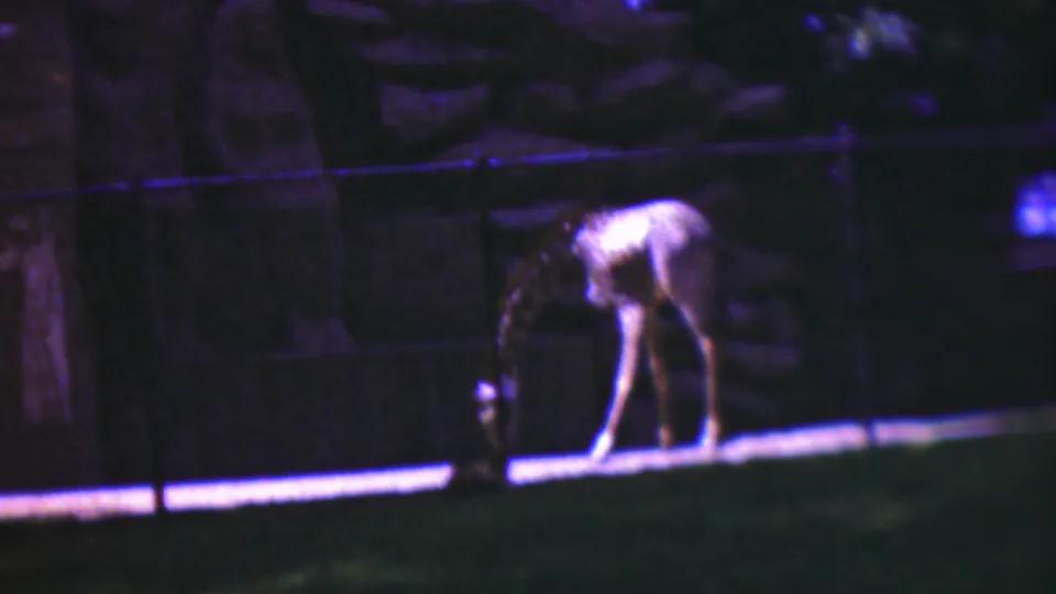 1954 Wisconsin 8mm frame showing a giraffe bending toward the ground beside a low fence in a dimly lit zoo enclosure.