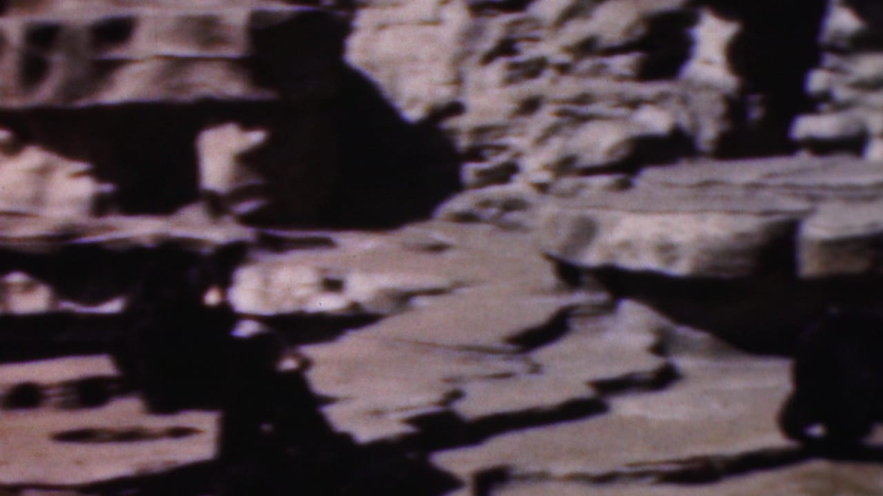 1954 Wisconsin 8mm home-movie frame showing bears among pale artificial rocks in a sunlit zoo enclosure.