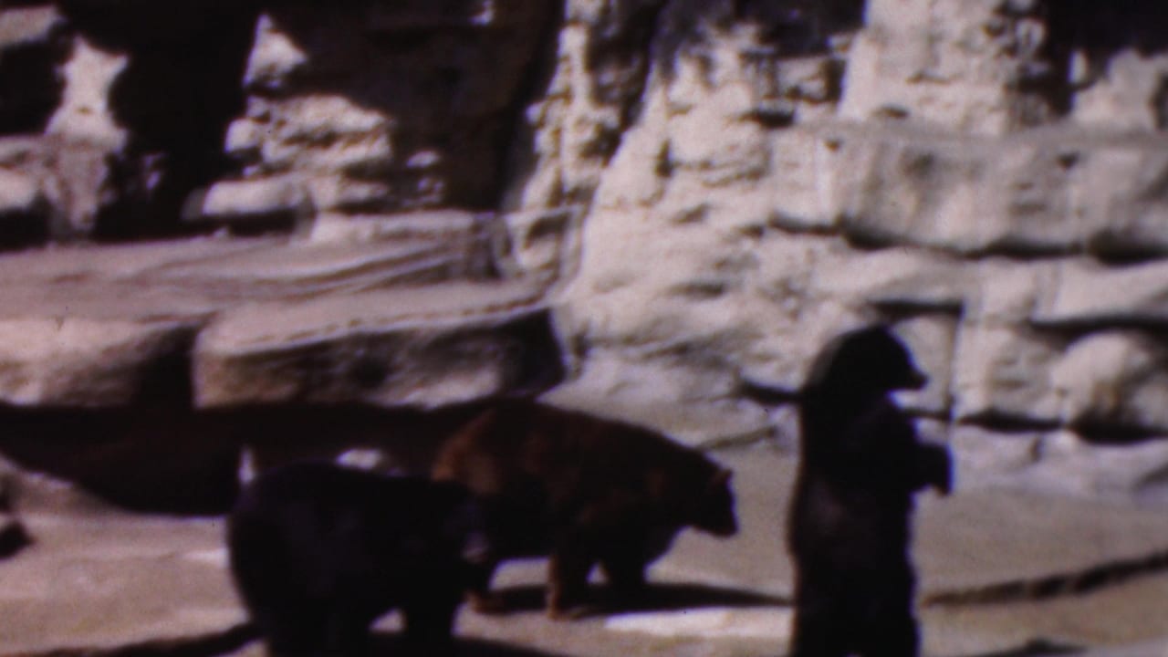 Several bears stand and walk near a rock wall and raised ledge.