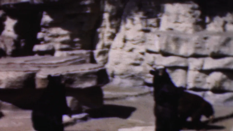 A bear stands near the foreground of a rocky zoo habitat, with additional bear forms partly obscured by shadow in the 1954 Wisconsin footage.