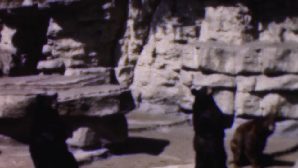 Final 8mm frame shows bears close to a pale artificial rock wall in the Wisconsin zoo enclosure, with soft focus and strong sunlight.