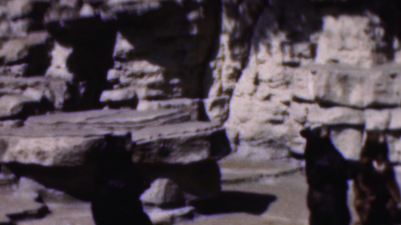 1954 Wisconsin 8mm home-movie frame showing a bear upright near tiered artificial rock formations in a sunlit zoo enclosure.