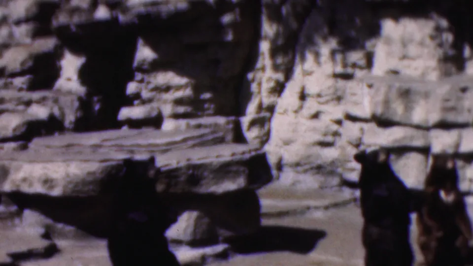 1954 Wisconsin 8mm home-movie frame showing a bear upright near tiered artificial rock formations in a sunlit zoo enclosure.