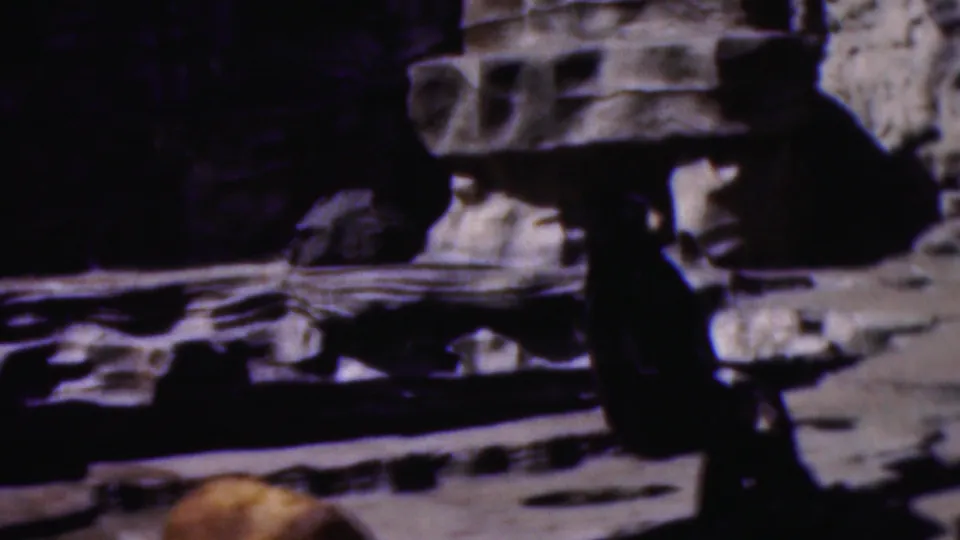 1954 Wisconsin 8mm frame showing a bear near the edge of the shot, with artificial rock walls, ledges, and strong shadows in the enclosure.