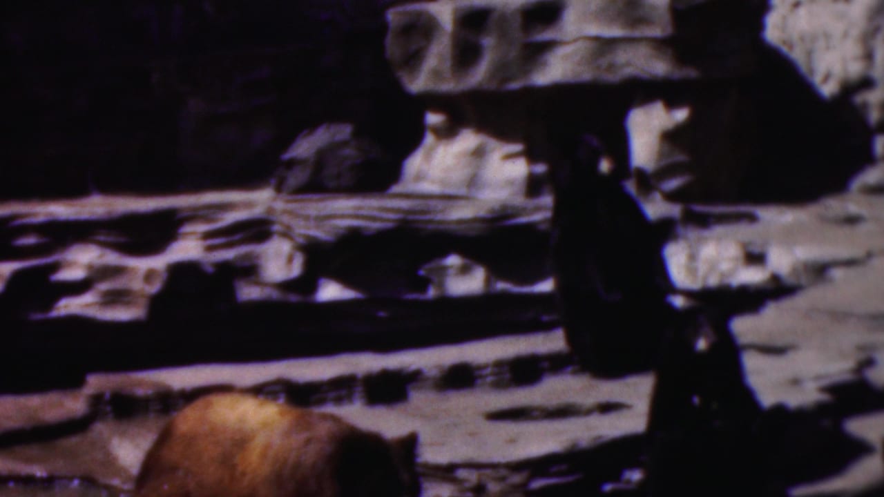 1954 Wisconsin 8mm frame showing a light brown bear low in the foreground and a darker bear standing near layered rockwork in shadow.