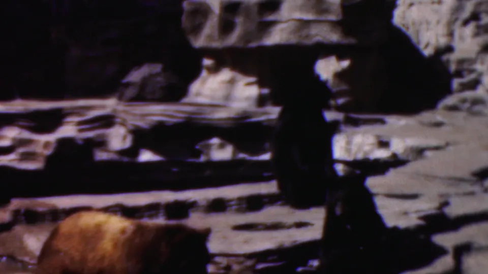 1954 Wisconsin home-movie frame with a light brown bear near the lower edge and a darker bear partly silhouetted against pale artificial rock.