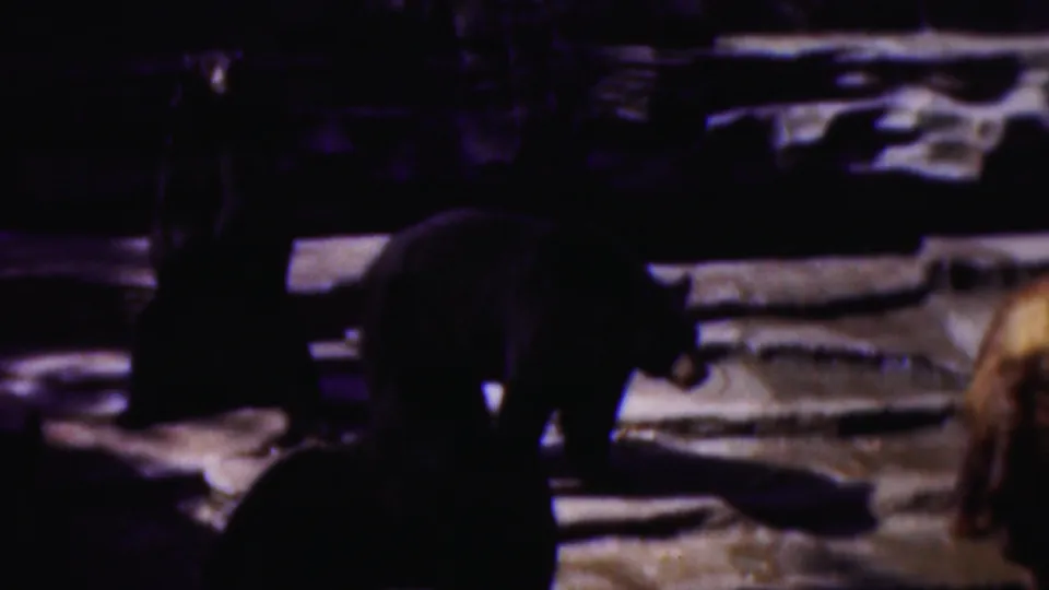1954 Wisconsin 8mm frame showing a dark bear bending or walking in the foreground, with another bear partially visible at the side of the rocky enclosure.