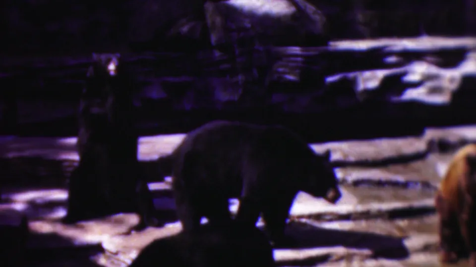 1954 Wisconsin home-movie frame with a dark bear moving across the lower foreground while a light brown bear remains partly cropped at the right edge.