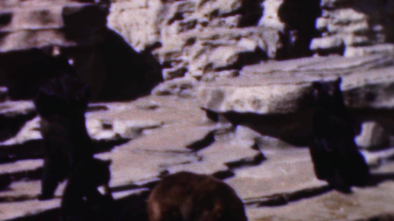 1954 Wisconsin home-movie frame showing dark bears among layered stone slabs and rough rock walls in a shadowed enclosure.