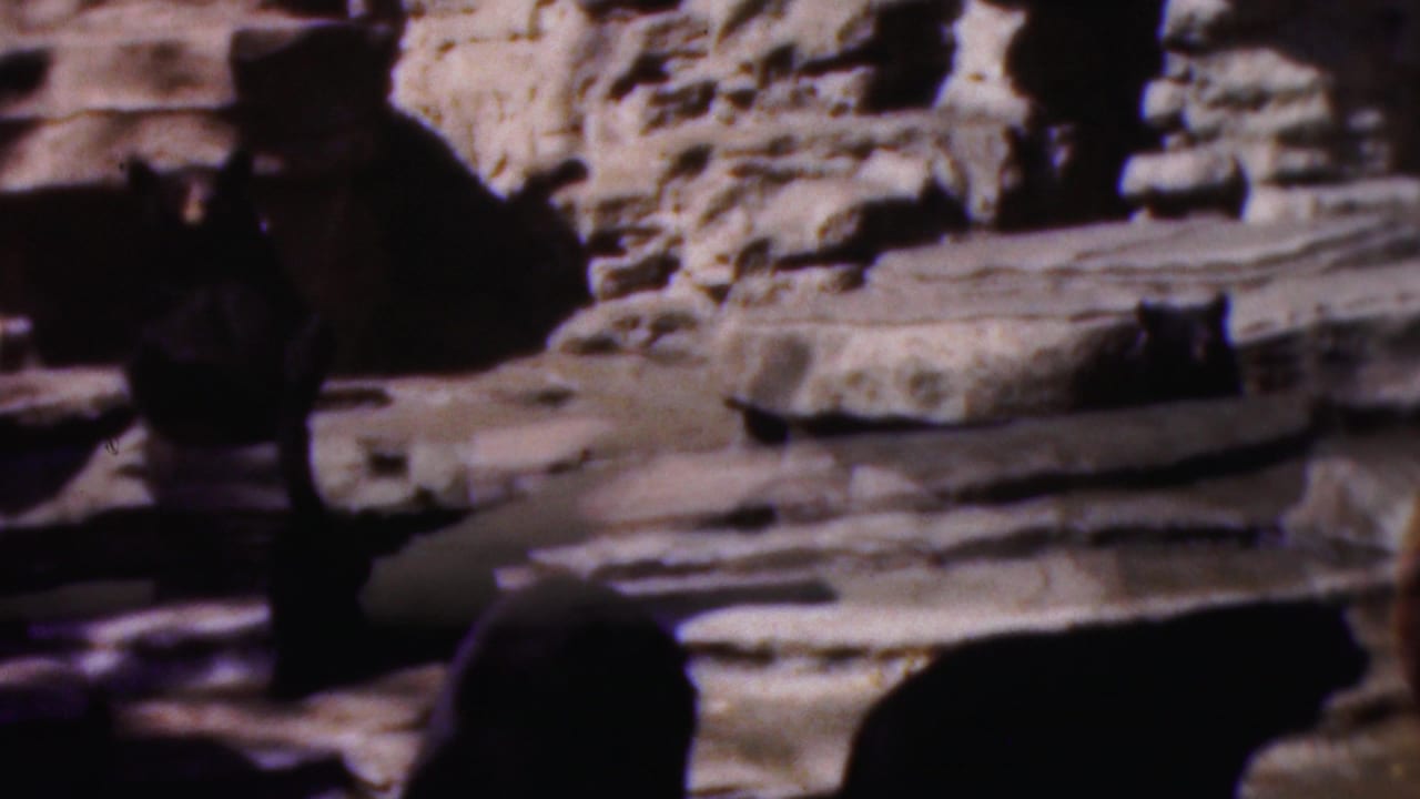 Bear shapes crossing a rocky enclosure with strong shadows.