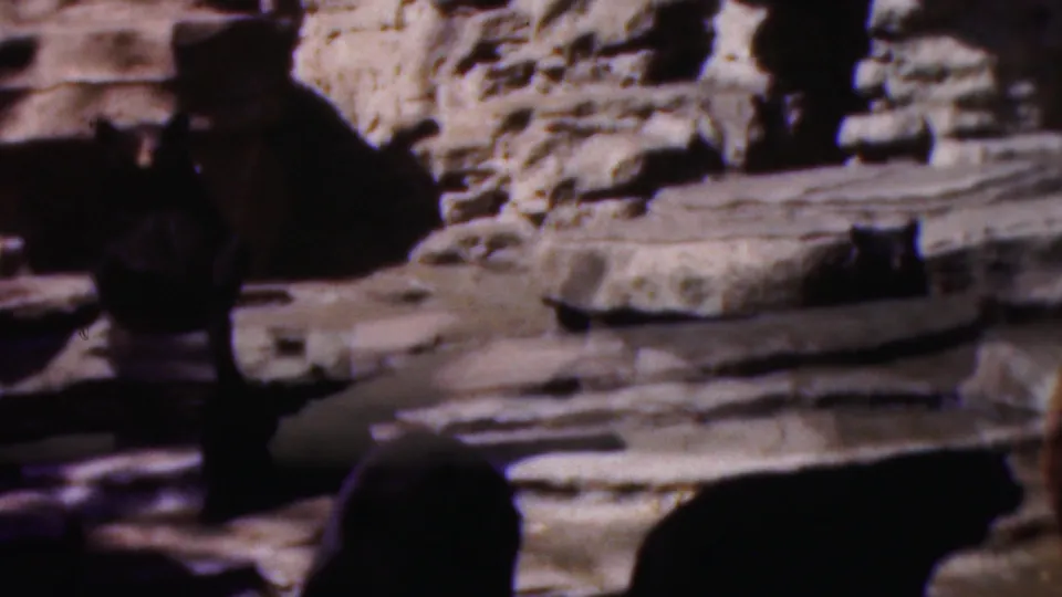 Aged 8mm frame from the Wisconsin bear clip showing bear shapes crossing layered rock surfaces under strong shadow.