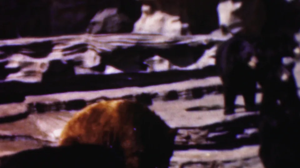 1954 Wisconsin home-movie frame showing a brown bear low in the foreground and darker bears farther back on layered rock ledges.