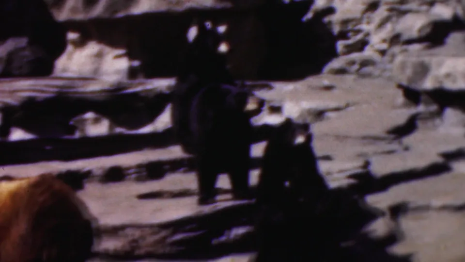 Aged 8mm frame showing dark bears standing and moving across layered rocks in a dim Wisconsin enclosure scene.