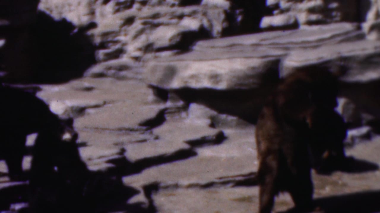 Two large dark bears appear in a constructed rocky enclosure in 1950s Wisconsin 8mm home-movie footage.