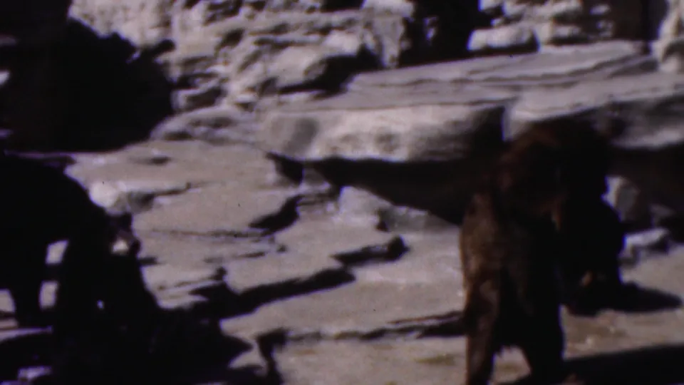 Two large dark bears appear in a constructed rocky enclosure in 1950s Wisconsin 8mm home-movie footage.