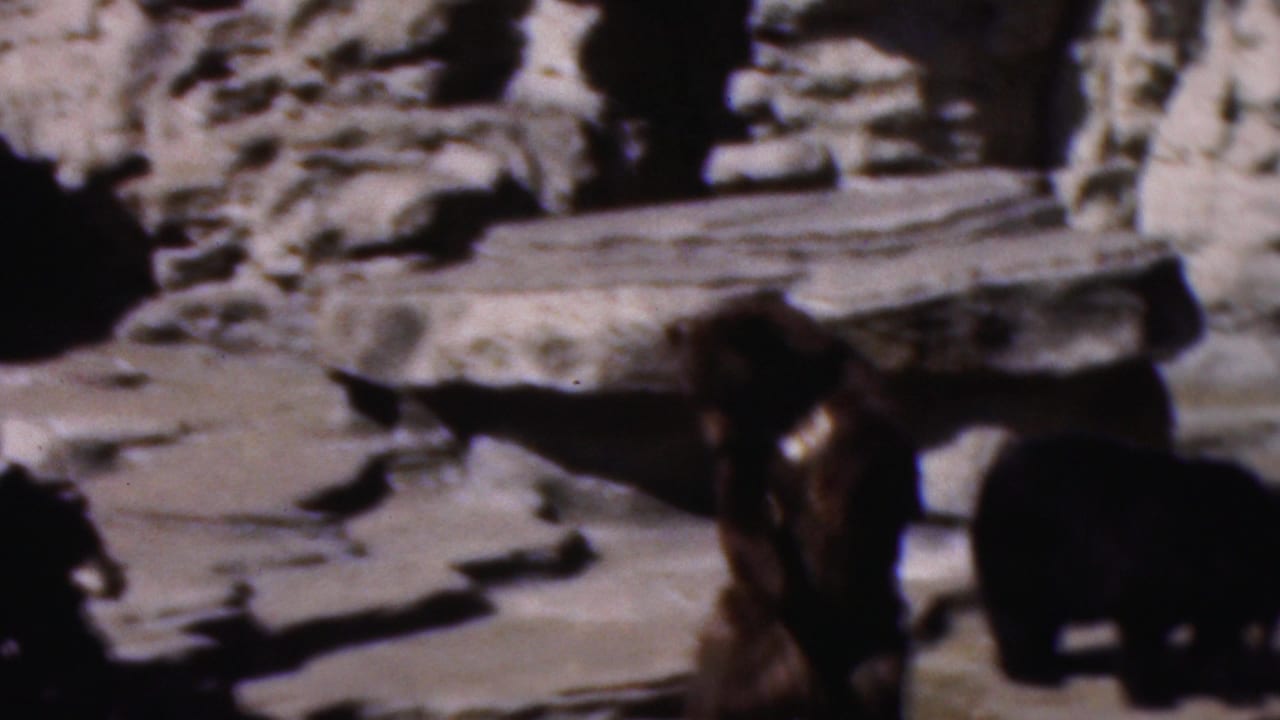 A bear moves near a pale rock ledge in the enclosure while another dark shape is partly visible.