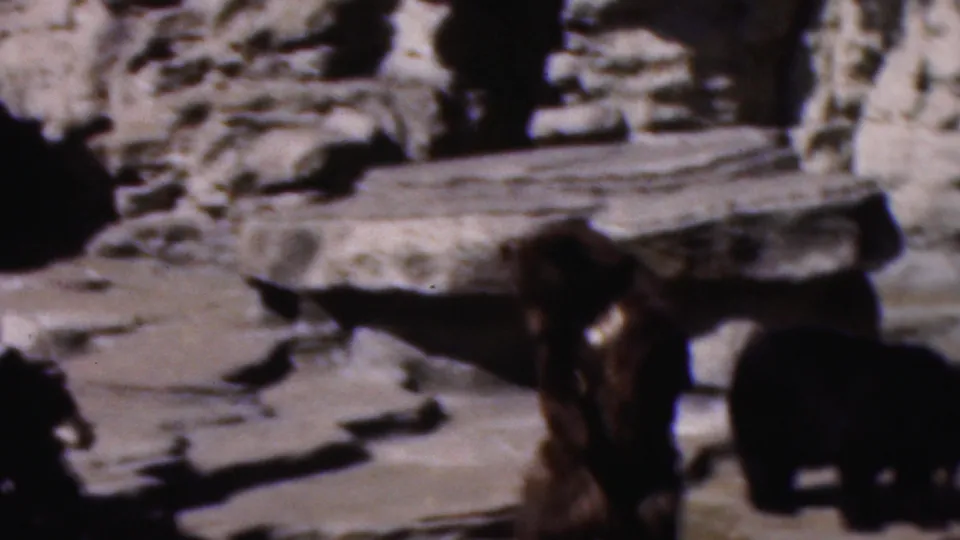 A dark bear moves across a rocky enclosure with pale stone ledges and shadowed edges in the Wisconsin home-movie clip.