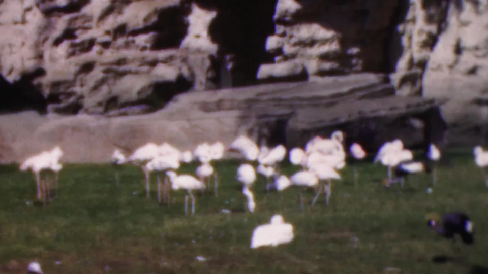 A group of white swans stands on grass near a rocky edge and trees in the 1950s Wisconsin wildlife footage.