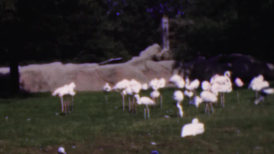 White swans cluster across a grassy area beside a low pale rock or wall, with dark trees behind them in Wisconsin 8mm footage.