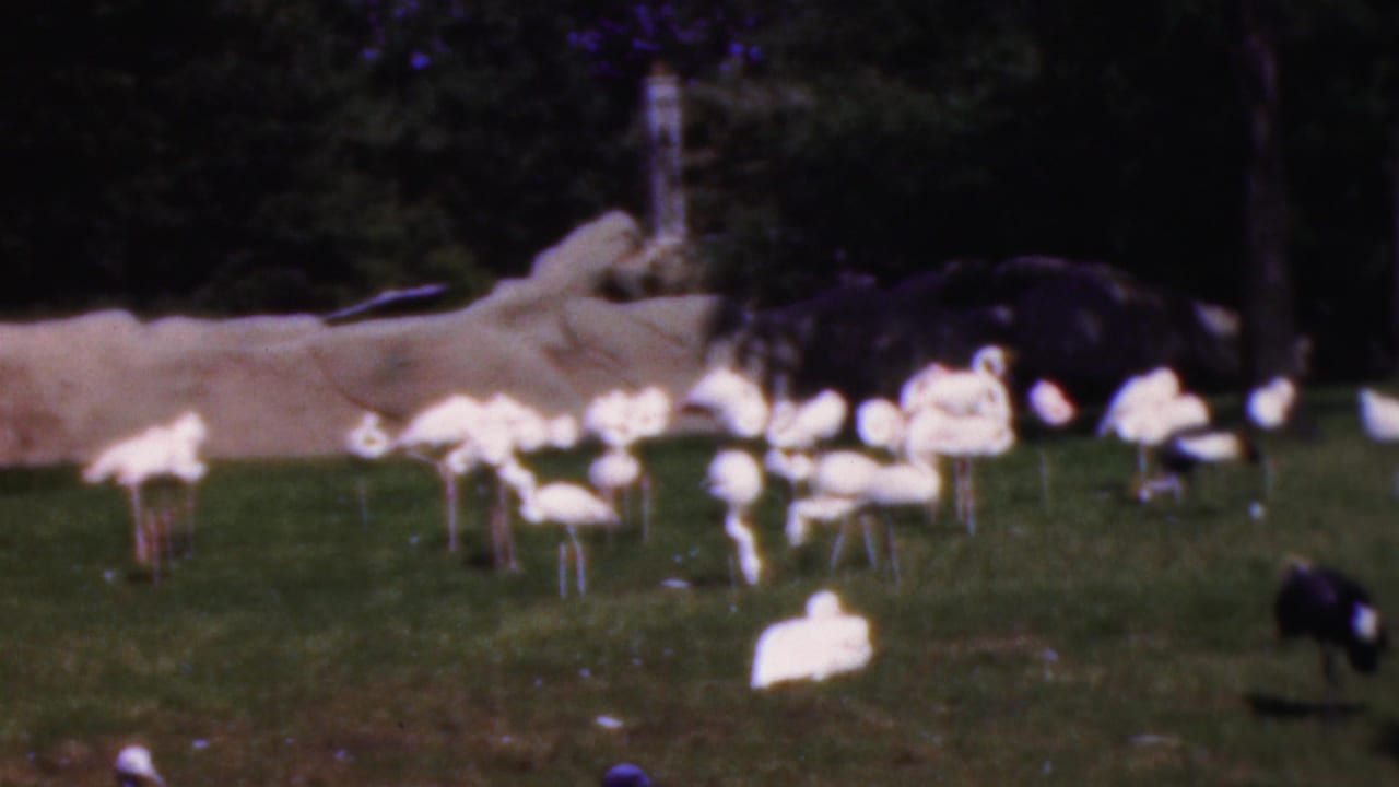 1954 Wisconsin 8mm frame showing white wading birds and a dark bird on a grassy zoo or wildlife-park lawn with trees and pale rocks in the background.