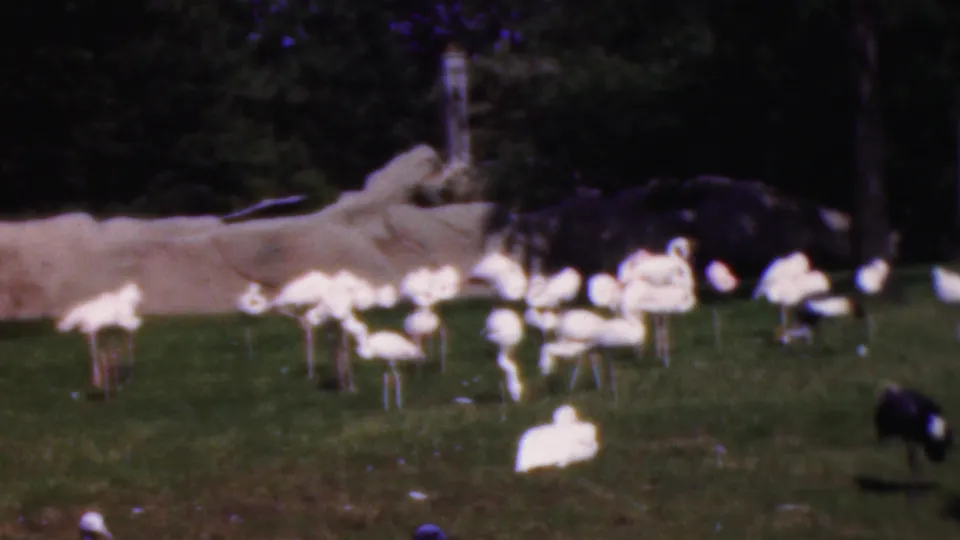 1954 Wisconsin 8mm frame showing white wading birds and a dark bird on a grassy zoo or wildlife-park lawn with trees and pale rocks in the background.