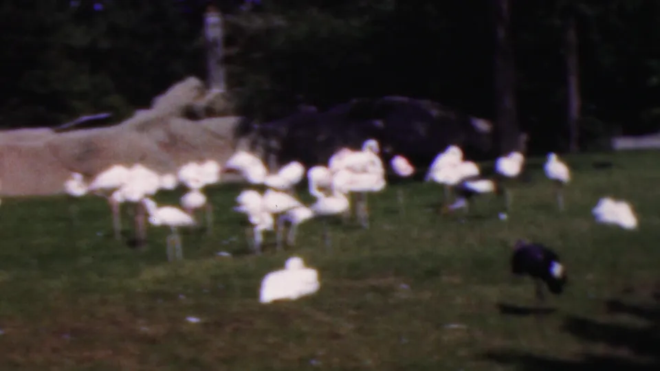1954 Wisconsin home-movie frame with several white birds gathered on a lawn and a dark bird standing in the foreground of a wooded enclosure.