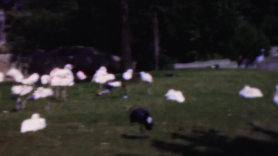 Soft 8mm frame from Wisconsin in 1954 showing resting white birds and darker birds spread across a shaded grassy enclosure.