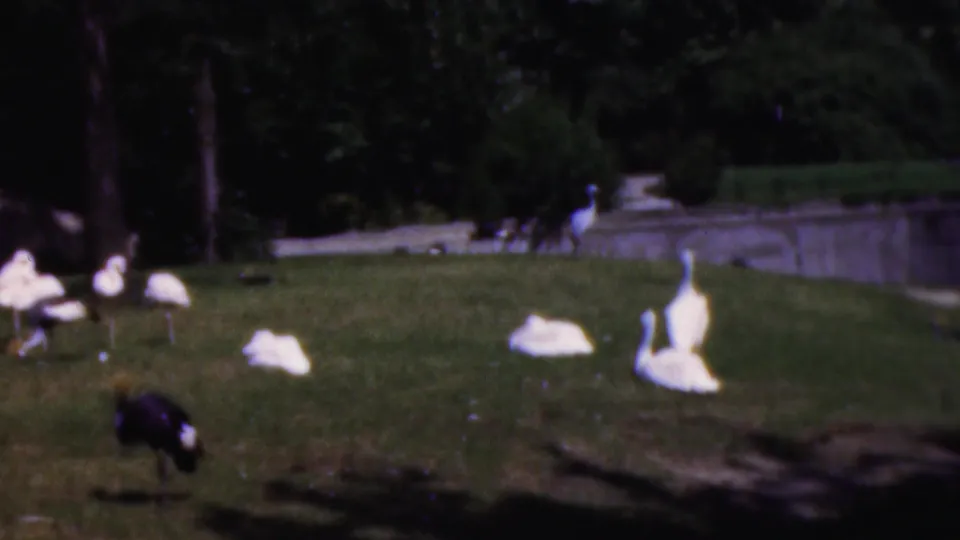 1954 Wisconsin 8mm frame showing white and dark birds across a grassy enclosure, with trees and a low wall or boundary visible to the right.