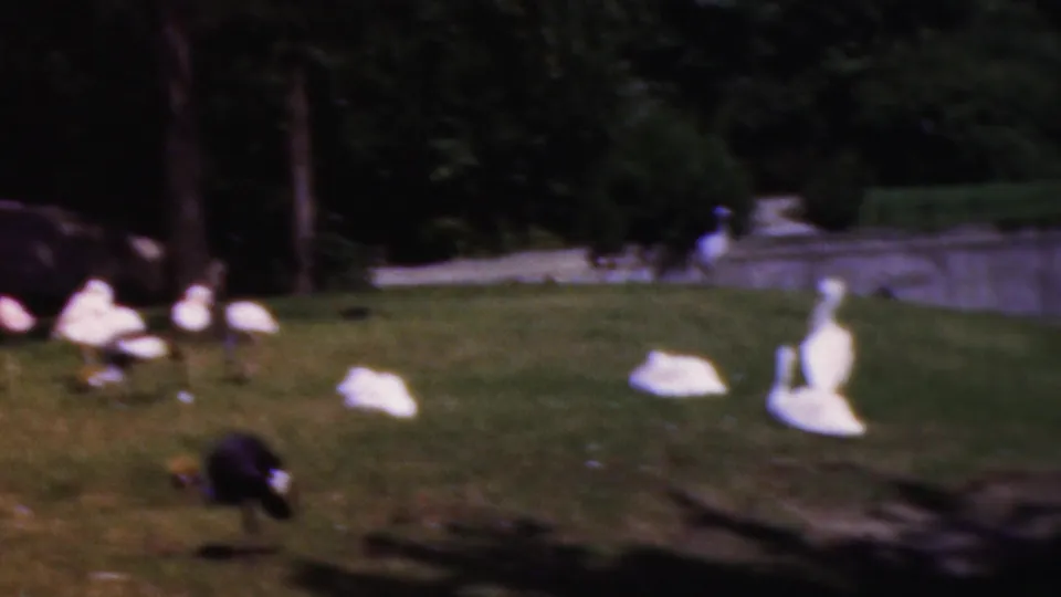 1954 Wisconsin home-movie frame showing white birds and darker foraging birds on a grassy park lawn with trees and a path in the background.